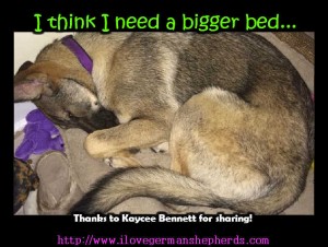 How to Choose a Bed for an Older German Shepherd Dog