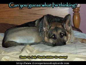 What Is Your German Shepherd Saying?