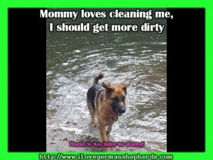 Cleaning and Brushing Your German Shepherd's Coat