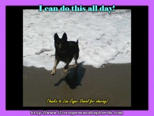 Introducing Your German Shepherd to Water