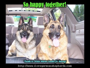 Socializing an Adult German Shepherd with Other Dogs