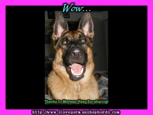 Understanding German Shepherd Facial Expressions