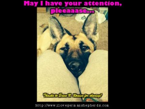 Stopping Unwanted Attention-Seeking Habits of Your German Shepherd