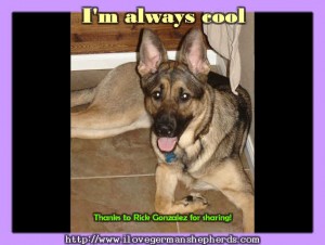 Post-Workout Cool Down Tips For Your German Shepherd