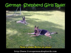 Female German Shepherds vs. Male GSD