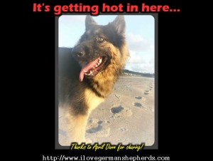 Protecting Your German Shepherd's Feet from Summer Heat