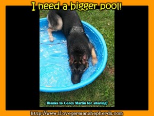 How Often Should You Bathe Your German Shepherd