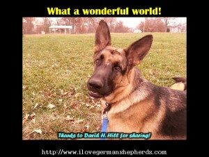 What Your German Shepherd Really Wants