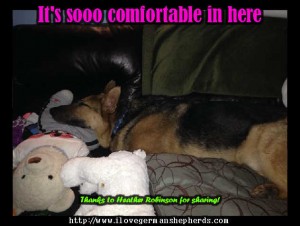 Can German Shepherds Have Sleeping Problems Too?