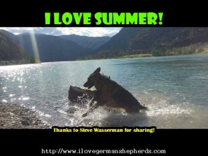 Enjoying the Summer With Your German Shepherd