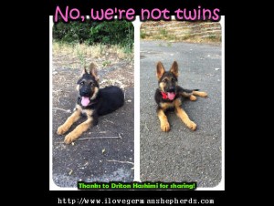 Common Traits Of German Shepherds