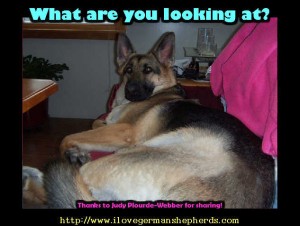 Looking After Your German Shepherd's Eyes