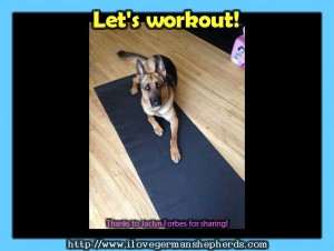 Working Out With Your German Shepherd