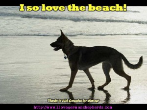 Reminders in Taking Your German Shepherd to the Beach