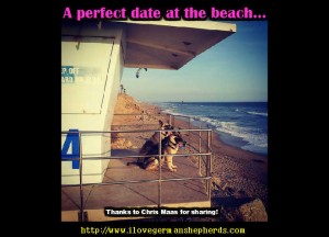 Finding a Dog-Friendly Beach For Your German Shepherd