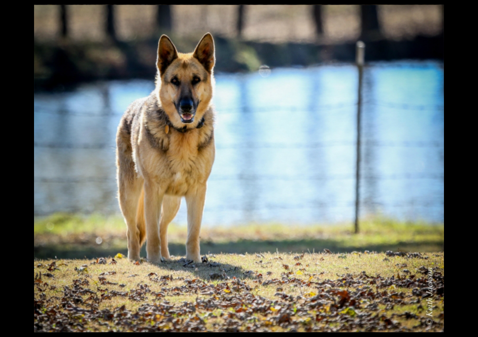 an image of german%20shepherd 1620101856179