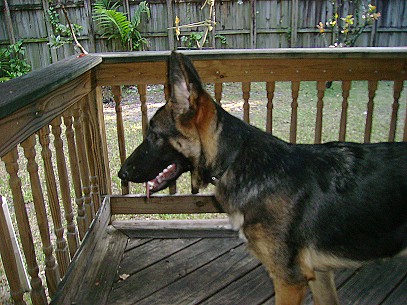 German Shepherd Puppies