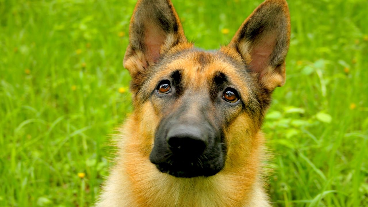 an image of german%20shepherd German Shepherd Training Has Never Been This Easy Before!